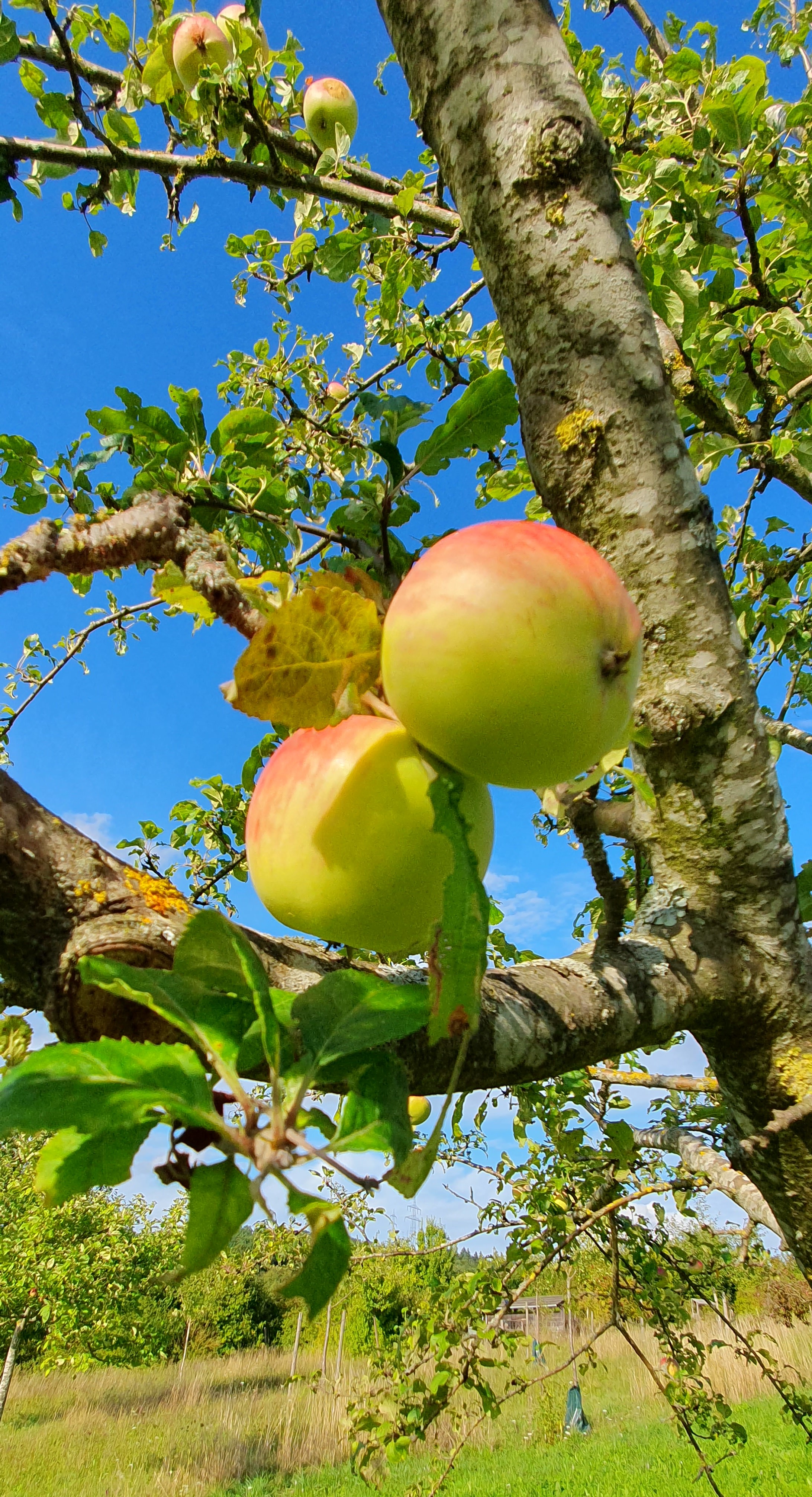 Spaziergang Streuobst