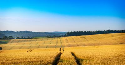 Morgenstimmung im fruchtbaren Kraichgau zwischen Gondelsheim und Obergrombach.