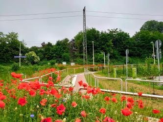 Blumenmeer vor barrierefreier Haltestelle