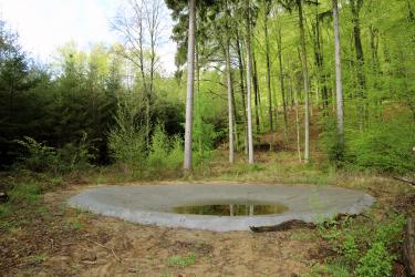 Amphibientümpel im Brettener Wald