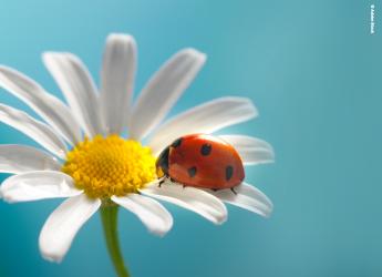 Marienkäfer krabbelt auf einer Blume