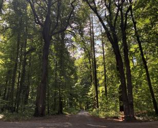 Die beiden markanten Alteichen an der Wegekreuzung „Vier Sitzbänke“ im Brettener Lehrwald vor der Fällung. Foto: Stadt Bretten