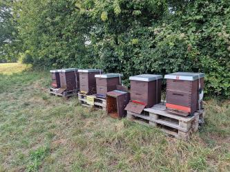 Bienen im neuen Zuhause
