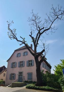 Baum vor der Stadtbücherei