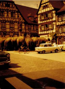 Elefanten auf dem Marktplatz