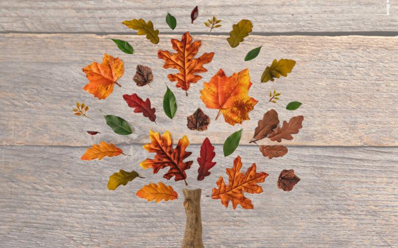 herbstlicher Laubbaum