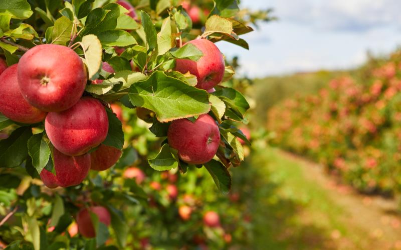 Streuobstwiese