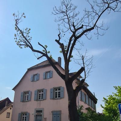 Baum vor der Stadtbücherei