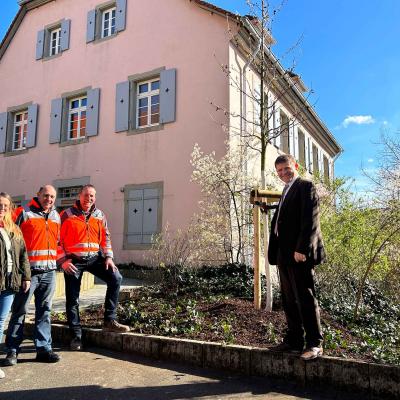 Baumpflanzung vor der Stadtbücherei Bretten