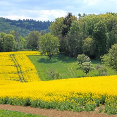 Landschaft in Diedelsheim